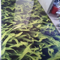 Янков М.А. И.П.